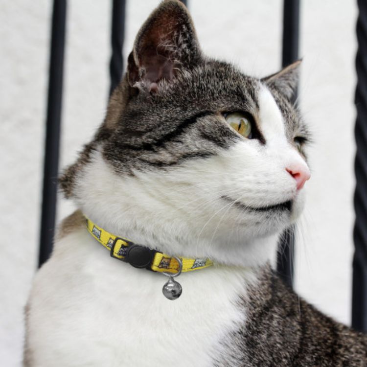 Picture of Amigo Cat Collar